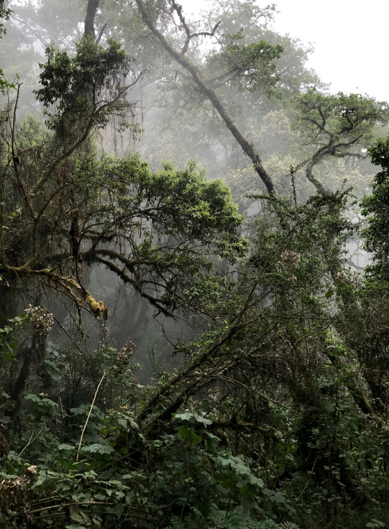 Dichter nebliger Wald mit üppigem Grün und Ästen im sanften Tageslicht, © 2025 Louis Poulsen.